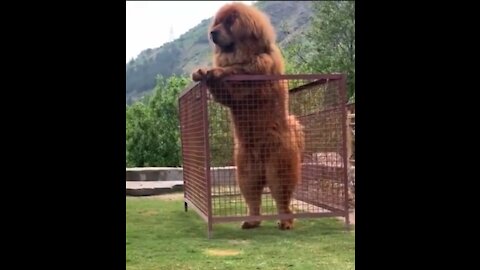 Tibetan mastiff giant dog | most dangerous dog | cute dog video | 1080p