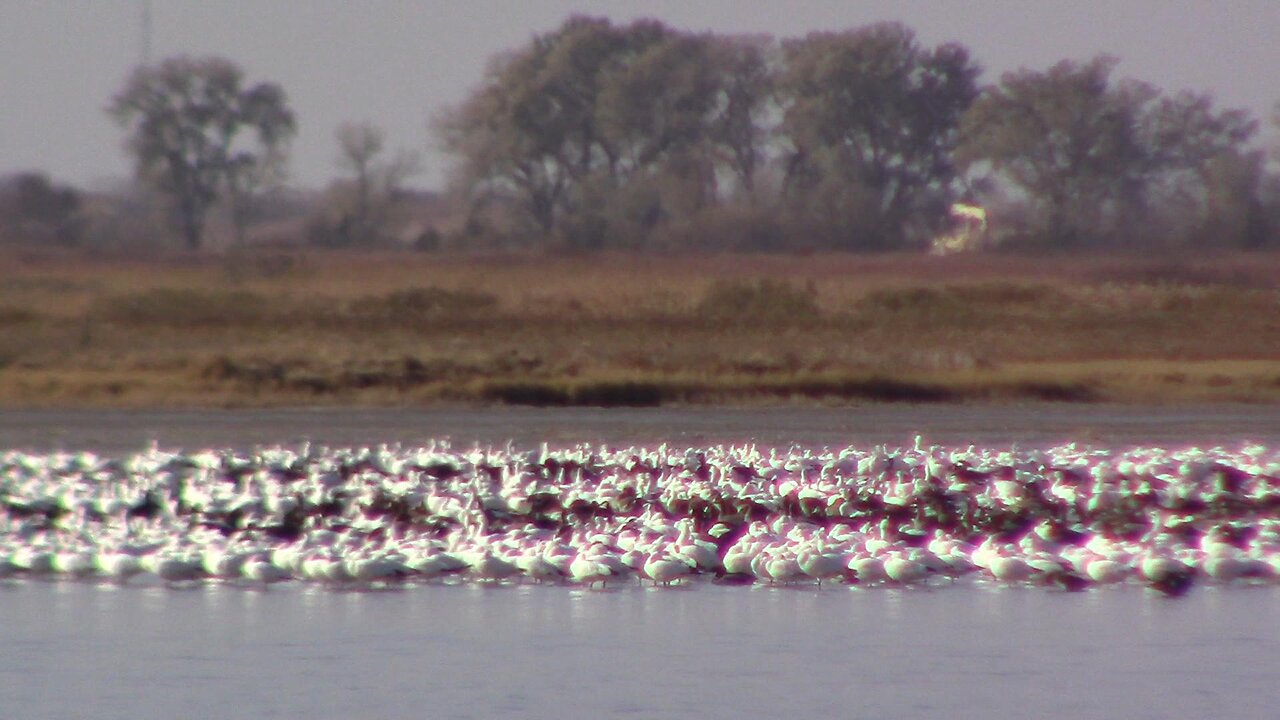 A Flock of Geese That Goes On and On Almost Forever - Thousands!