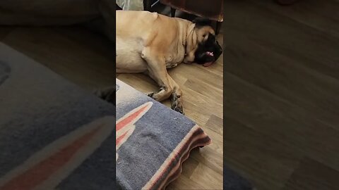 JoJo Lazy Day #dog #dogs #doglover #doglovers #pets #lazy #sleep #dogshorts #dogvideo #love