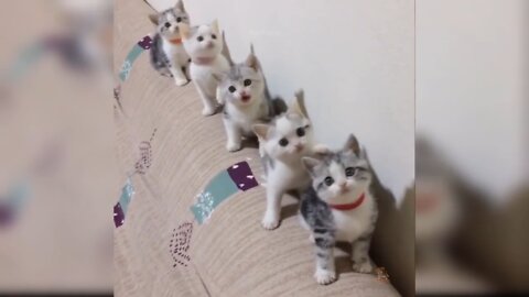Baby Cats - Cute and Funny Cat Videos Compilation