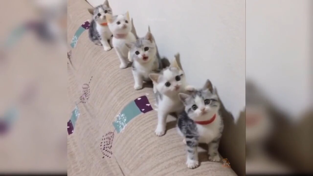 Baby Cats - Cute and Funny Cat Videos Compilation