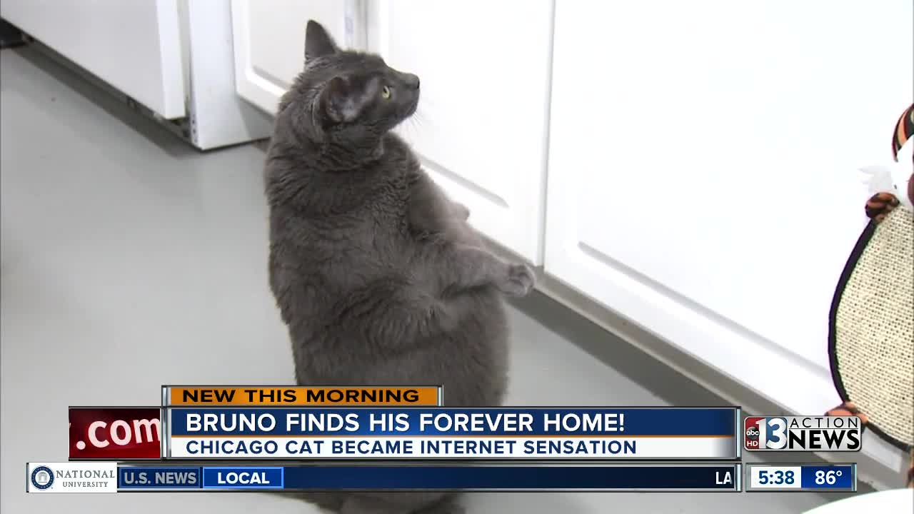 Fat cat Bruno now has a forever home