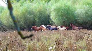 Случайно в лесу встретились Собаки и лошади - Реакция лошадей на собаку
