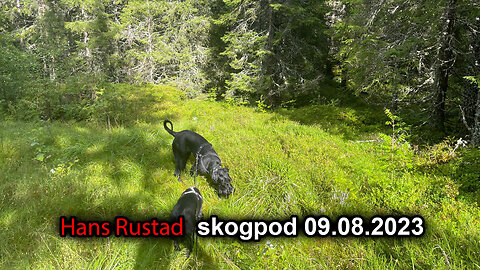 Skogpod 9. august 2023