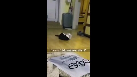 Hilarious Cat Moments That Will Have You in Stitches! 😹🐾🤣"