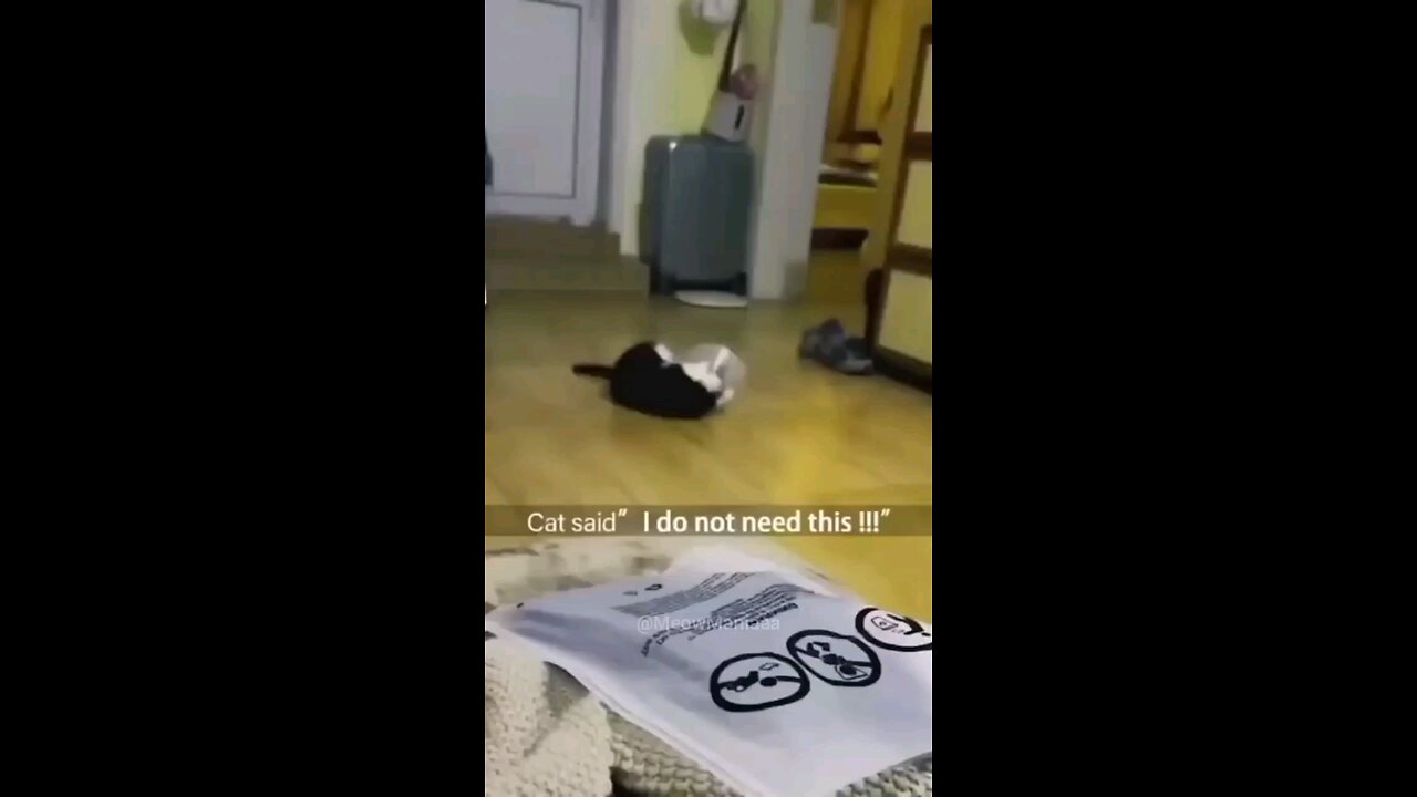 Hilarious Cat Moments That Will Have You in Stitches! 😹🐾🤣"