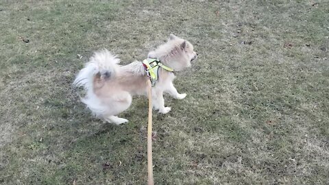 Dog update!