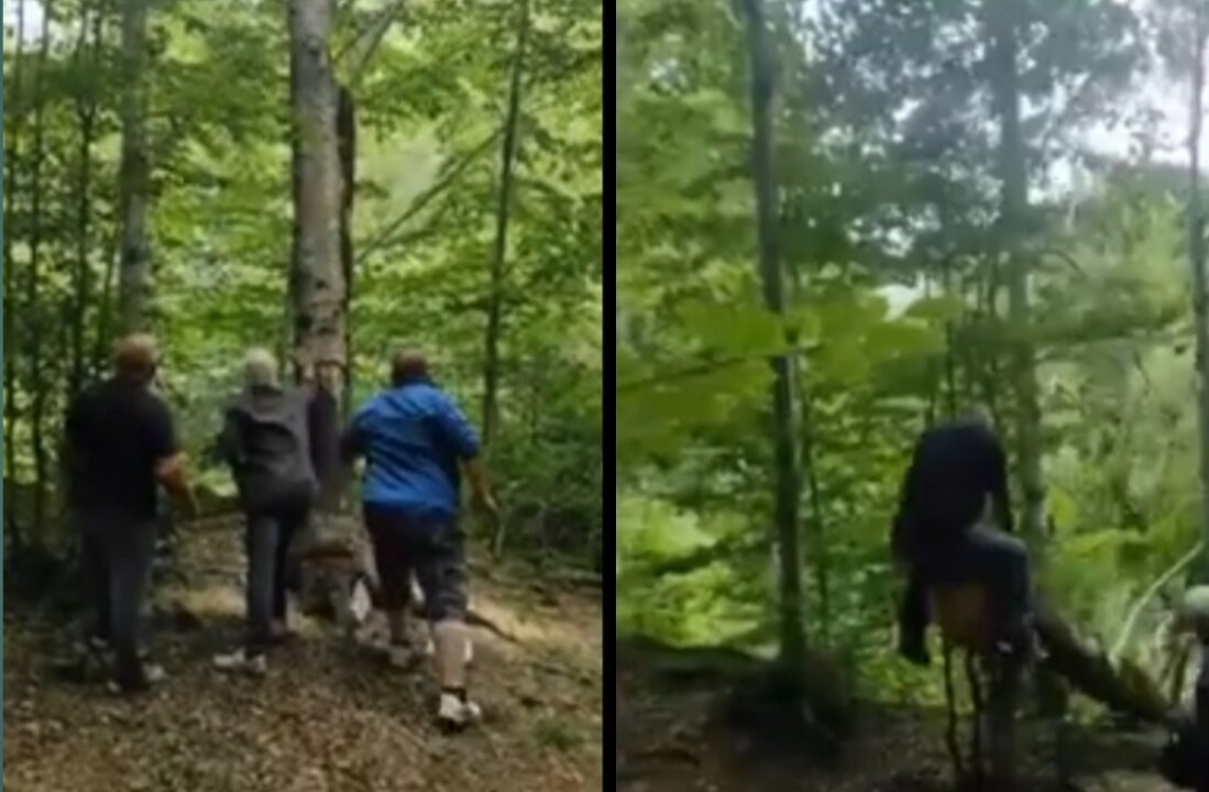 falling tree sends dude flying in the air