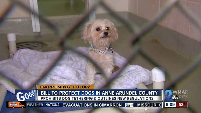Public hearing on bill that aims to protect dogs from tethering