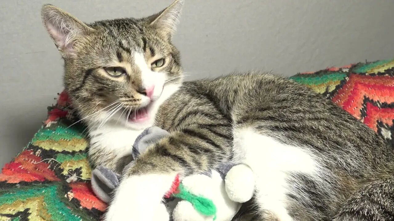 Cat and His Toy