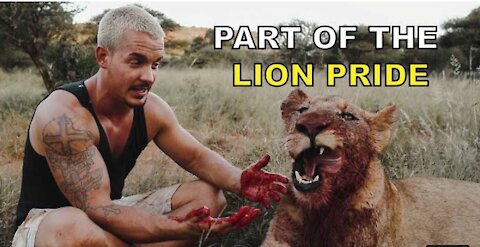 Part of lion prides