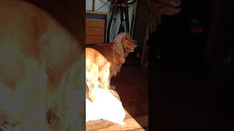 #dogshow , #animals , #dogs , #shorts