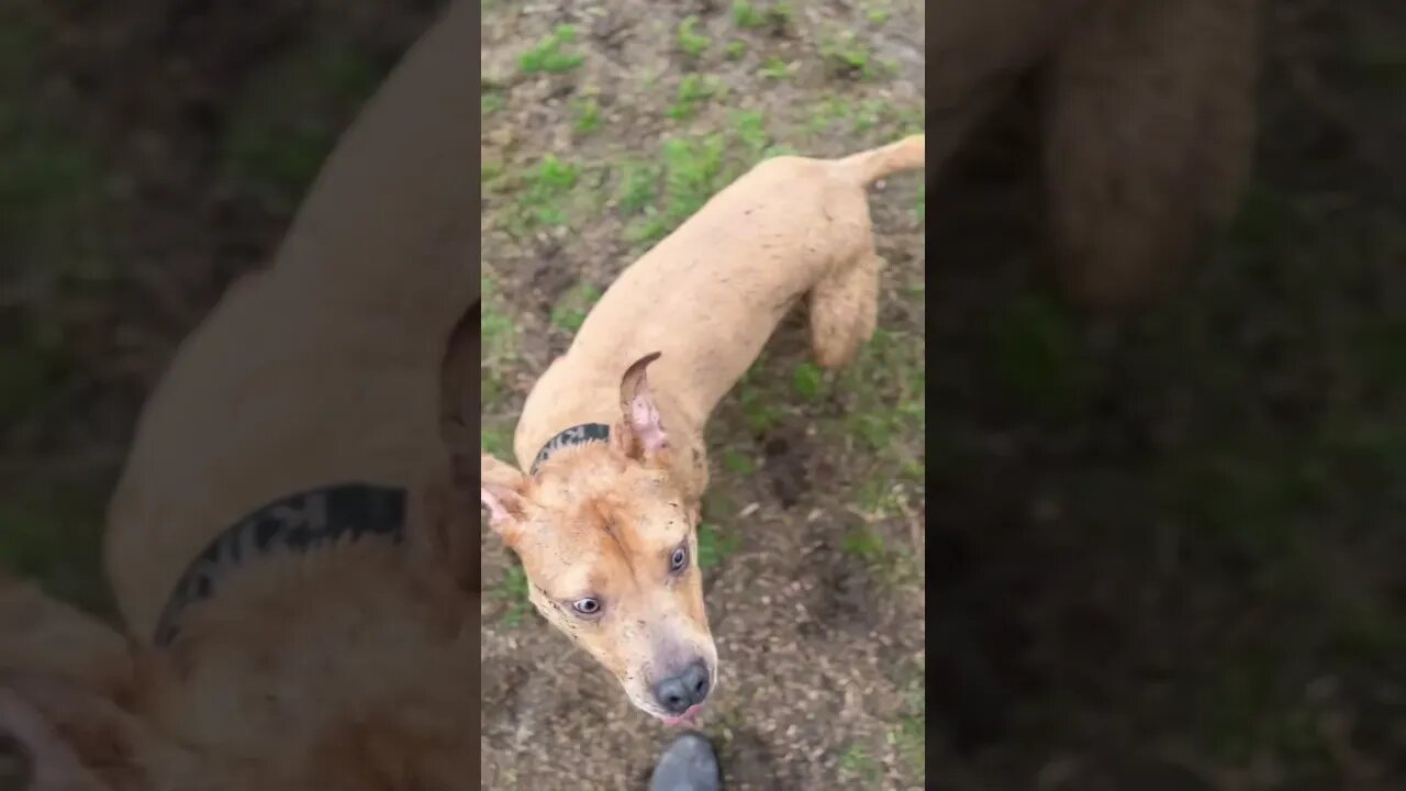 #fetch with @kingthebigpittie. #dogs #throw #exercise #rain #dirtydog #pitbull @shermanthebassett