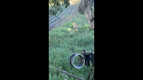 Archery deer hunting