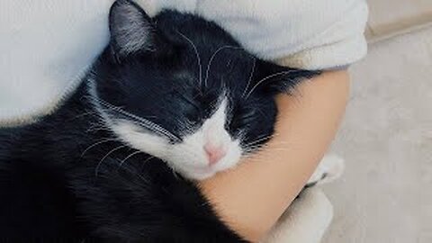 Funniest Cats and Dogs Videos 😺🐶 || 🥰😹 Hilarious Animal Compilation