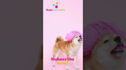 Funniest Animals Acting Funny Animal Completion Part Funny Animal Videos 2022 😂 #shorts