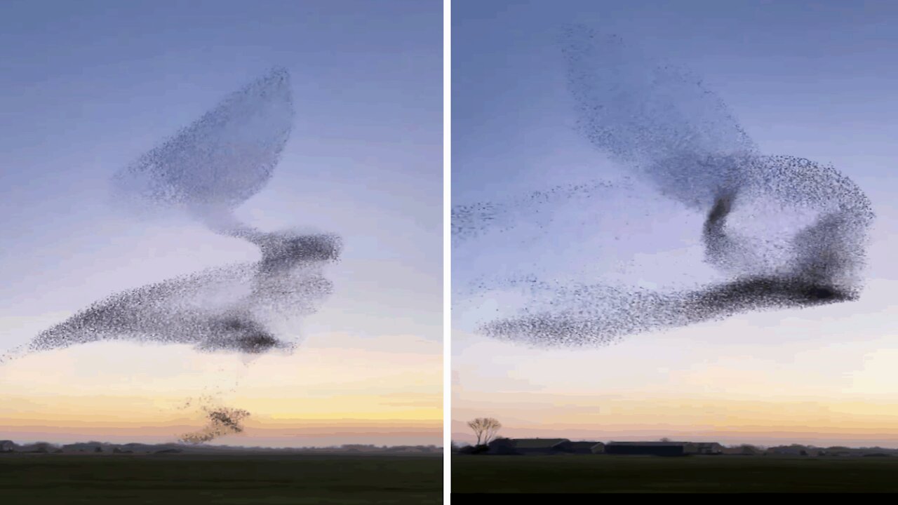 Clouds of starlings: clouds of birds in a perfectly synchronized ballet