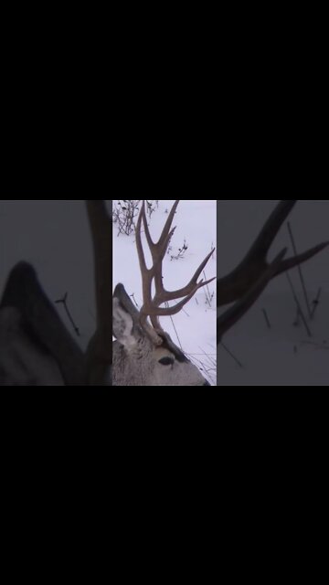 Nice young Muley buck, we let him walk.