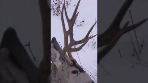 Nice young Muley buck, we let him walk.