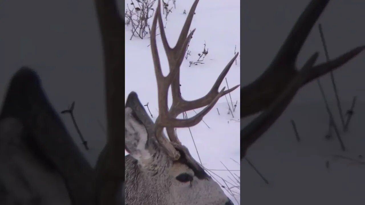 Nice young Muley buck, we let him walk.