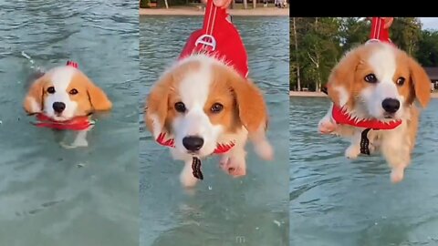 Omg! This Puppy knows How to Fly 😱😲