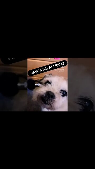 HAPPY FRIDAY FROM GIZMO