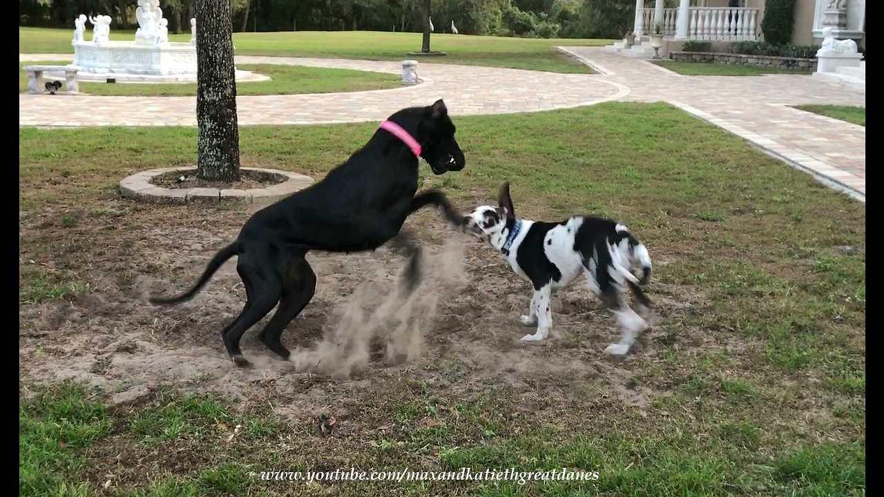 Doggy best friends love to play in the dirt