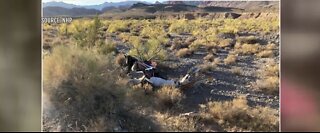 Pilot dies after helicopter crash