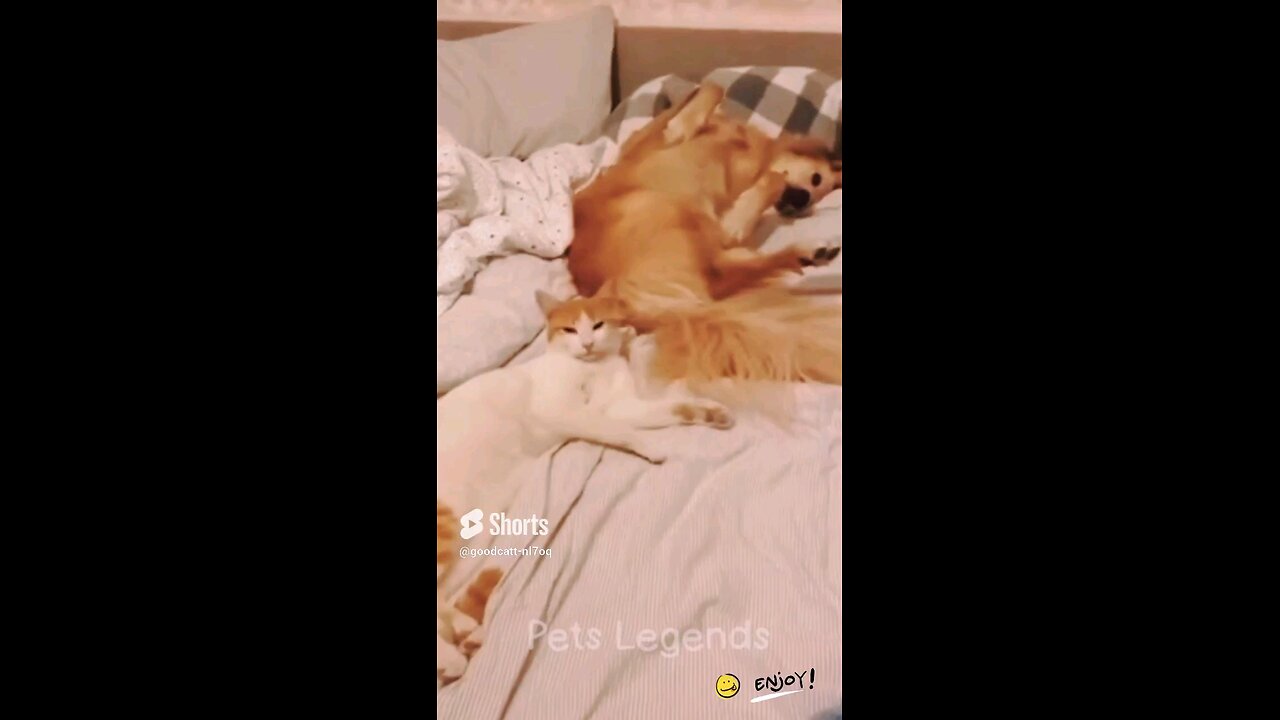 funny cat 😺 & dog 🐶 try not to laugh