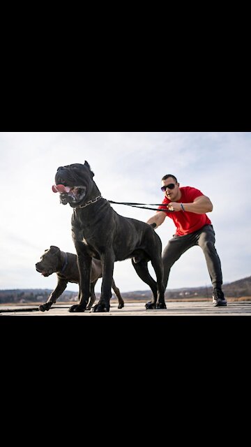 street dog fight #rottweiler #gabbar #dog