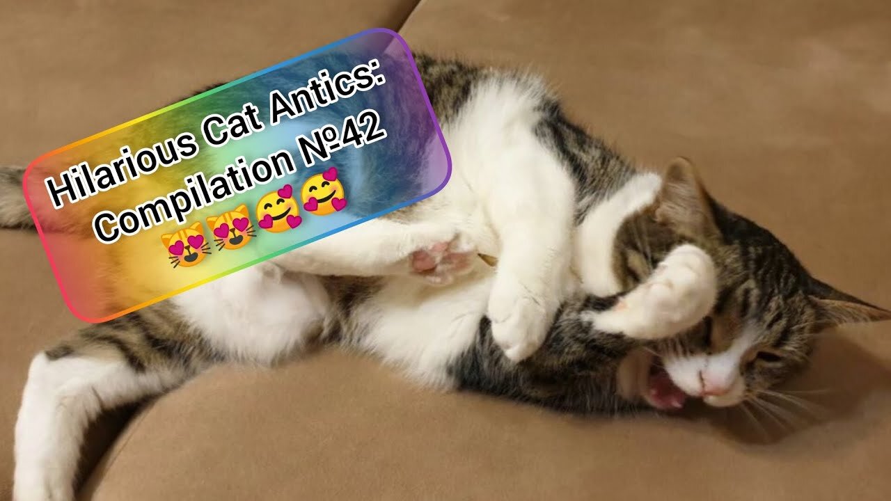 Such fluffy and cute kitties. How can you not love them? || 🥰😹 Hilarious Cat Antics: Compilation №42