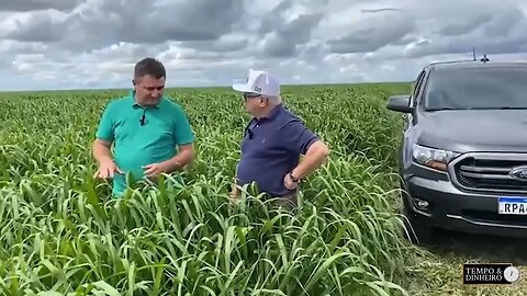 Veja porque lavoura de braquiária em Unaí, MG, não é apenas plantação de capim.