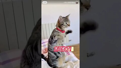 A unique way to understand a cat