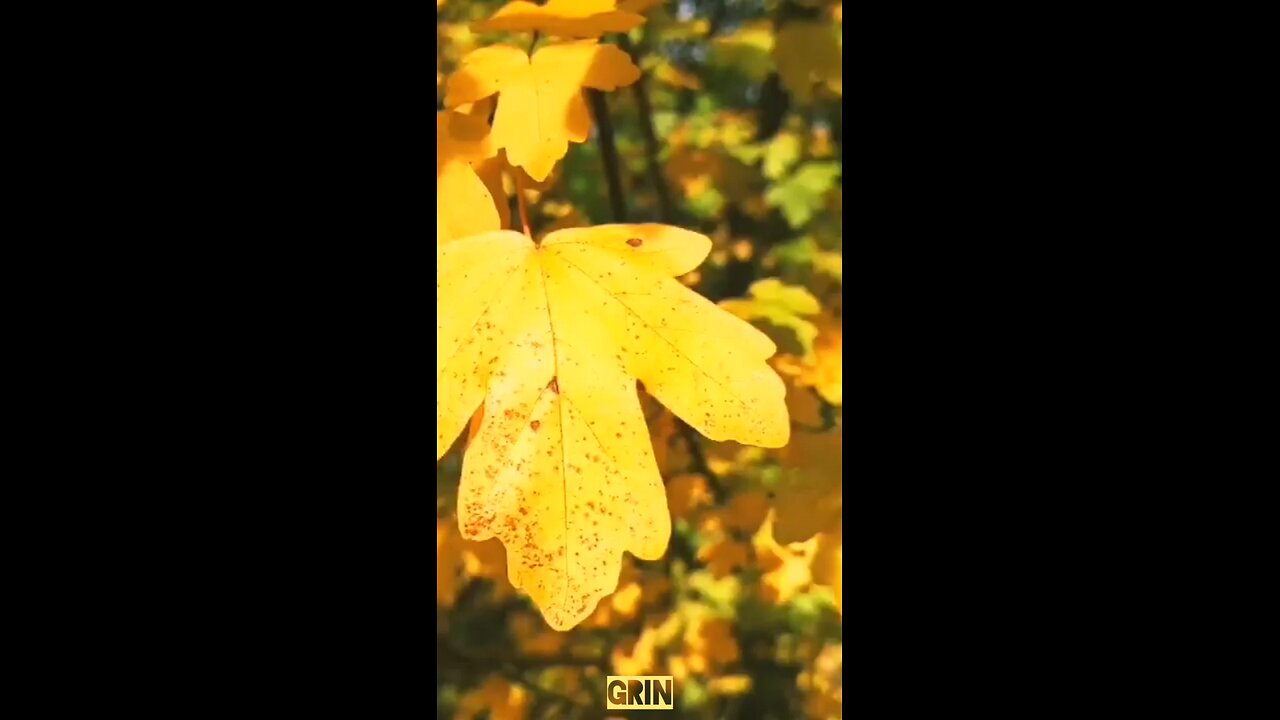 🟡Aivi - Осень в нашей юдоли🍁(3)