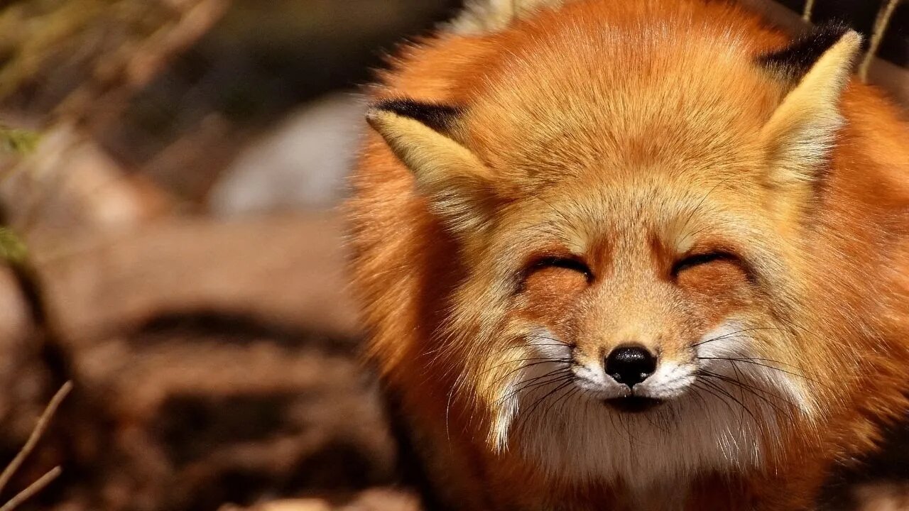 Cute Funny Animals #3