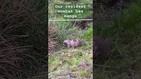 Our darling resident wombat. All the wombats have mange from the foxes 😢 but are treated