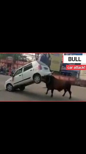 This is the moment an angry bull was filmed as it attacked a CAR