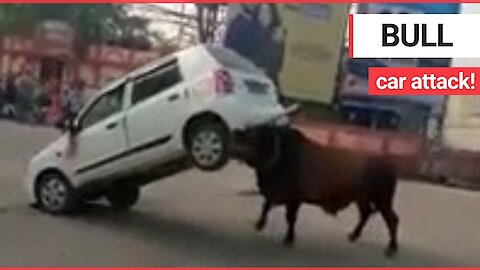 This is the moment an angry bull was filmed as it attacked a CAR