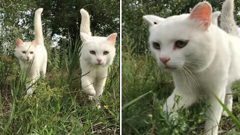 Two very handsome kittens are walking towards you