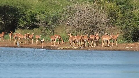 Impala Check Out Crocodile