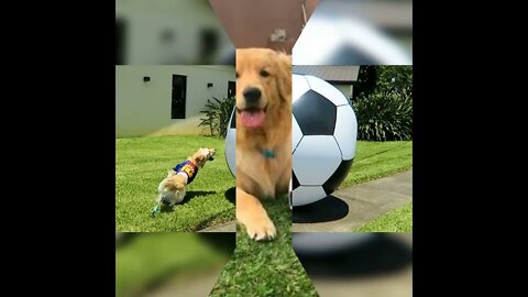 dog playing football