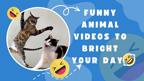 FUNNY Animal Moments That Will Bright Your Day - Funny Animals 2023