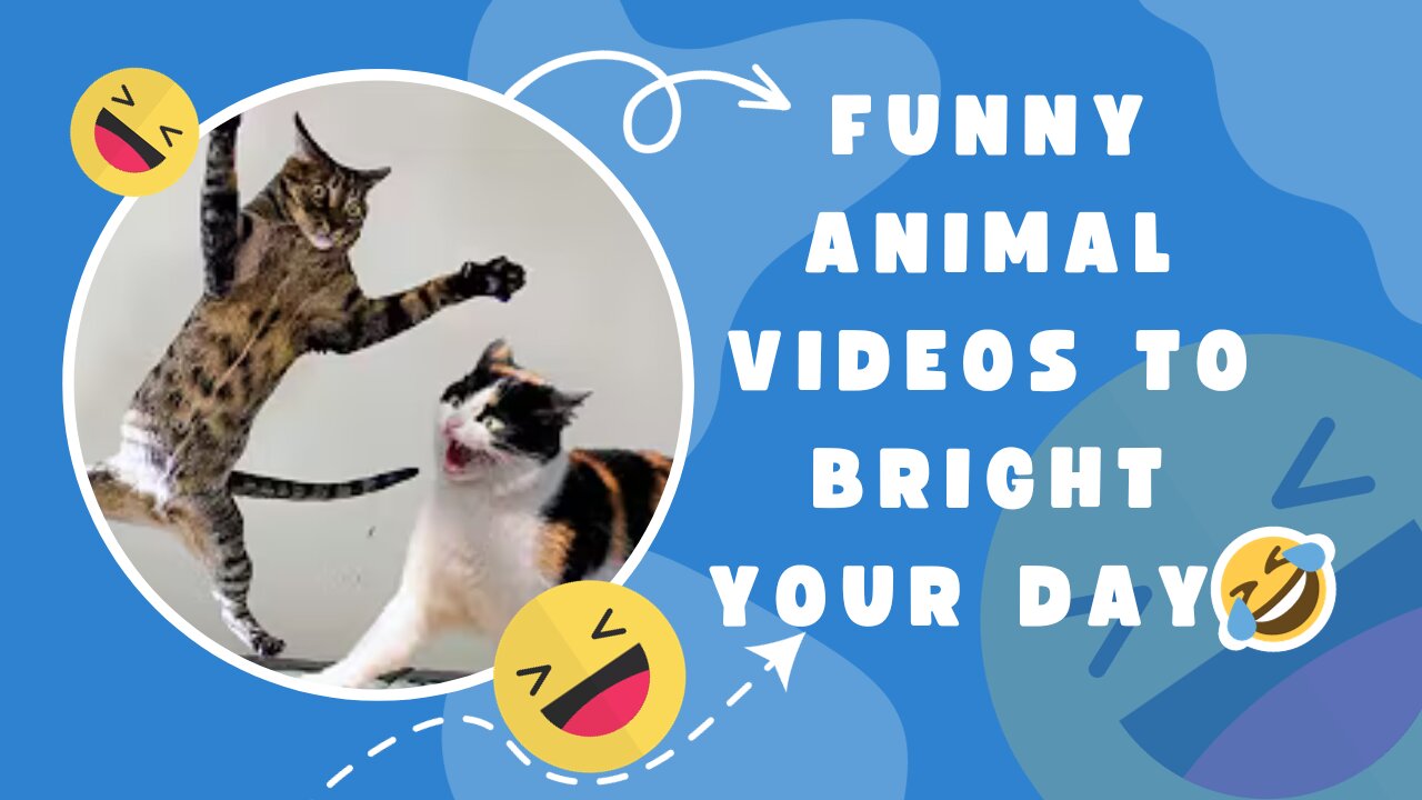 FUNNY Animal Moments That Will Bright Your Day - Funny Animals 2023