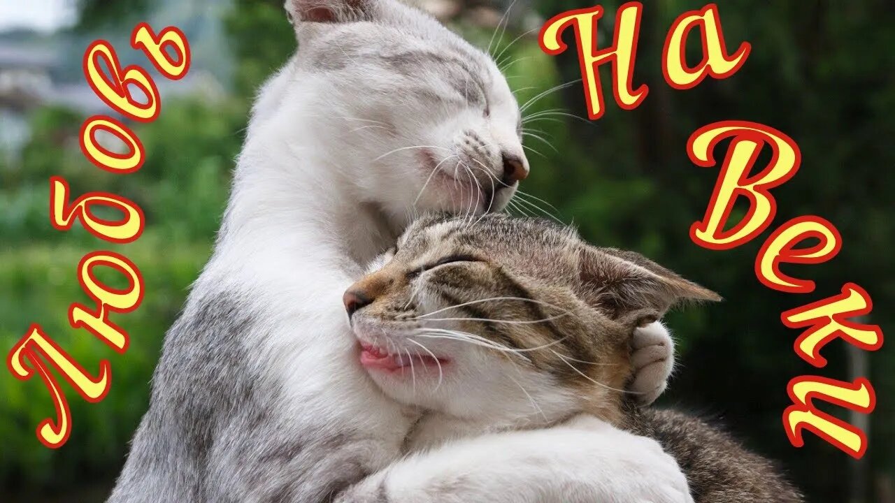 Смешные коты из Тик Ток 3 Funny cats from Tik Tok