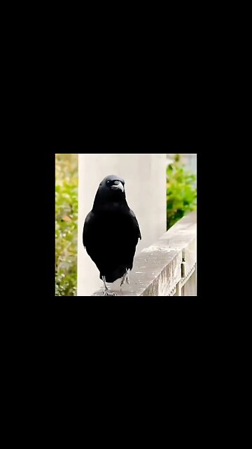 This crow is a model worthy of the most prestigious fashion shows #shorts #shortsfeed #clips #feeds