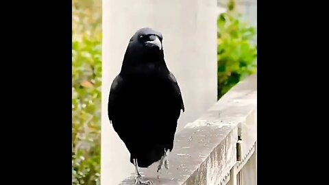 This crow is a model worthy of the most prestigious fashion shows #shorts #shortsfeed #clips #feeds