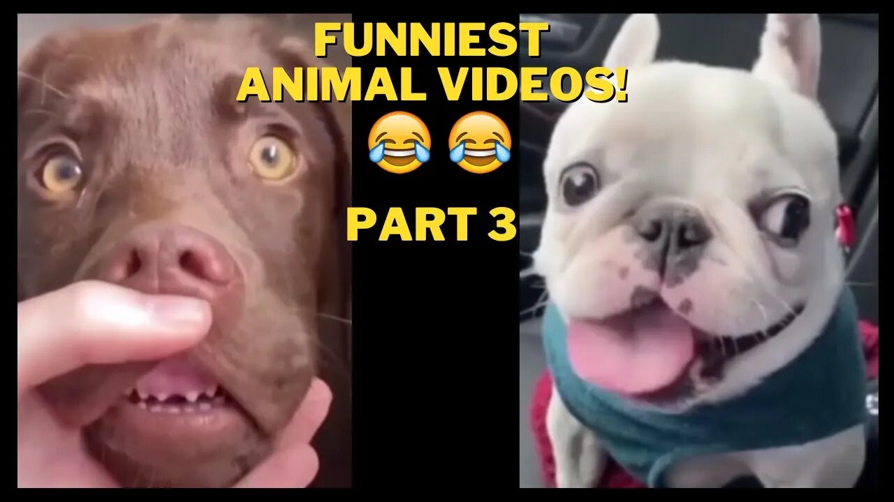 Funniest Animal Videos |Try not to laugh |PART 3 |2022😂