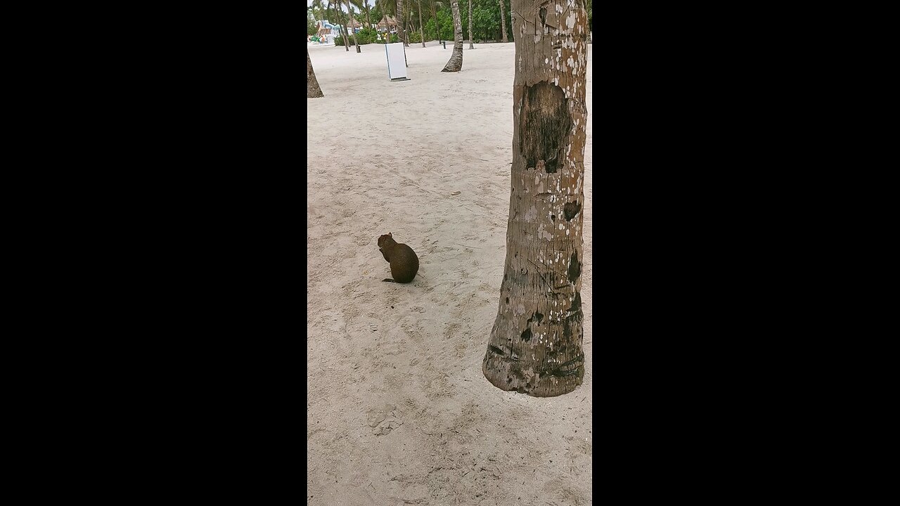 vacation time in Grand Palladium white sand beach