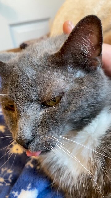 Tommy and his silly tongue.