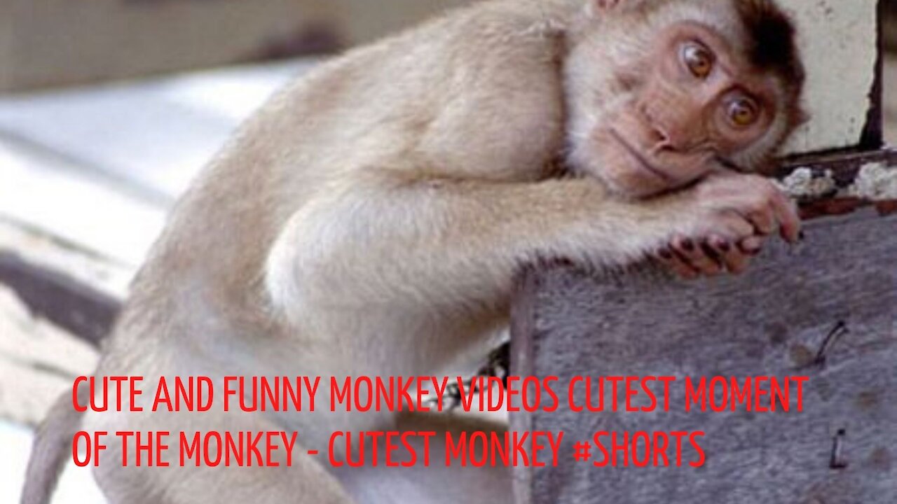 Cute and funny monkey videos cutest moment of the monkey - Cutest monkey #Shorts